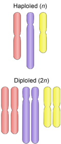 Ploïdie: Die getal chromosome in 'n sel