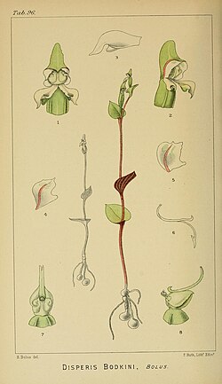 Harry Bolus - Orchids of South Africa - volume I plate 096 (1896).jpg