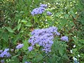 Ageratum houstonianum