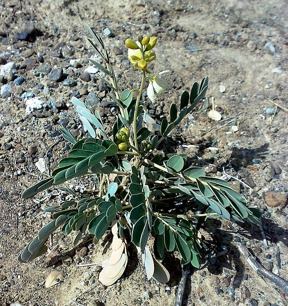 File:Hatta west UAE 1401200712891 Senna italica.jpg