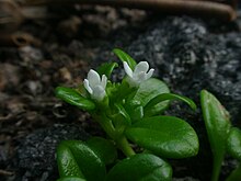 Hedyotis biflora var parvifolia flower01.jpg