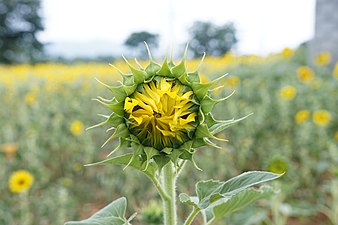 (Helianthus annuus)