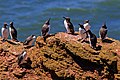 * Nomination Heligoland: Common murres on a cliff --A.Savin 09:50, 14 September 2016 (UTC) * Promotion Good quality --Halavar 10:05, 14 September 2016 (UTC)