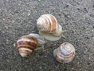 <i>Helix dormitoris</i> Species of land snail