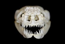 Crâne de Heloderma suspectum avec dentitio