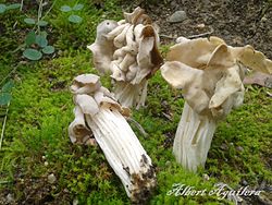 Helvella Crispa