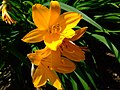 Hemerocallis middendorffii