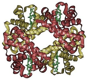 Hemoglobina: Proteinë