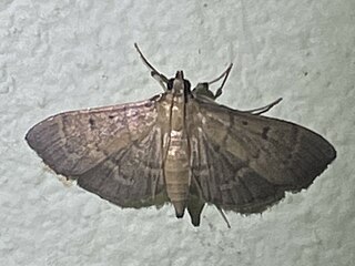 <i>Herpetogramma semilaniata</i> Species of moth