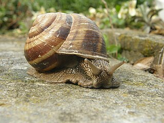 <i>Helix straminea</i> Species of snail