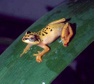 <i>Heterixalus variabilis</i> Species of frog