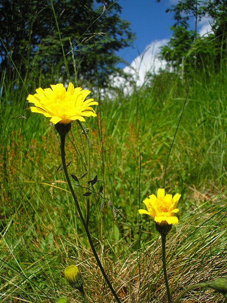 File:Hieracium schmidtii flower (01).jpg