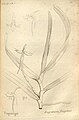 Jumellea fragrans (as syn. Angraecum fragrans) plate 54 in: A.A. Du Petit-Thouars: Histoire particulière des plantes Orchidées (1822)