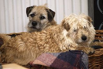 A Dutch Smoushond and a Border Terrier Hollandsche smoushonden 2.JPG