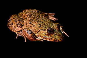 Hoplobatrachus Occipitalis: Espècie d'amfibi