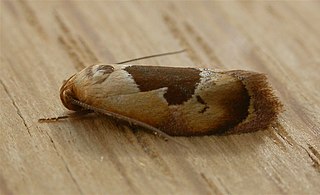 <i>Hoplomorpha camelaea</i> Species of moth