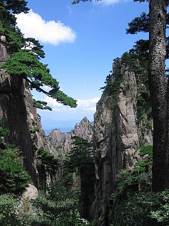 Huangshan pines