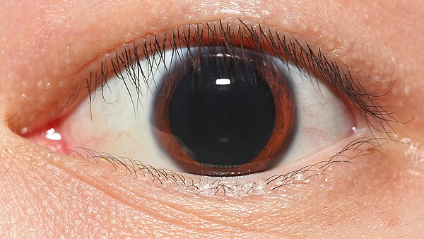 The pupil of the eye dilates in the dark to enhance night vision. Shown here is a pupil of an adult naturally dilated to 9 mm in diameter in mesopic l