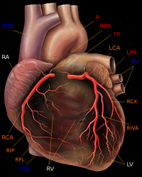 Human heart with coronary arteries new.png