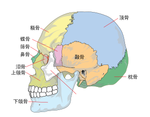 头骨