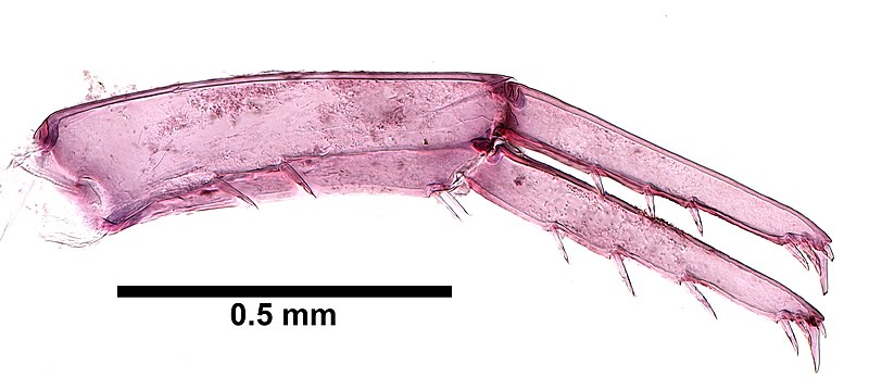 File:Hyalella cf. azteca (YPM IZ 075643) 008.jpeg