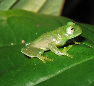 <i>Vitreorana eurygnatha</i> Species of frog