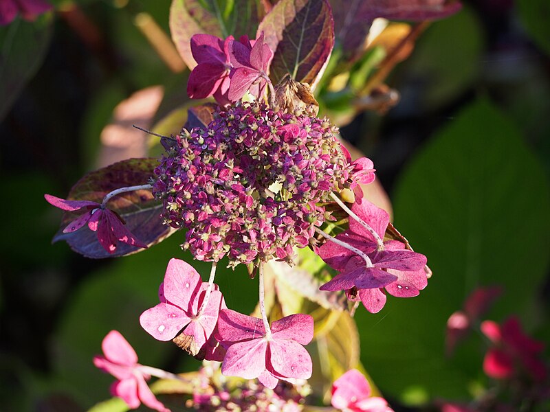 File:Hydrangea macrophylla 'Berlin Rabe' Hortensja ogrodowa 2017-10-15 01.jpg