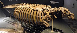 Stellera jūrasgovs (Hydrodamalis gigas) skelets