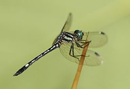 Hylaeothemis indica