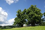 Winterlinde (Tilia cordata)