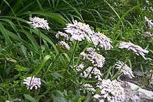 Una pequeña planta herbácea con flores blancas puras, agrupadas en densos cogollos y hojas verdes brillantes.