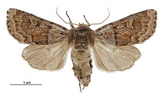 <i>Ichneutica marmorata</i> Species of moth