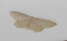 Idaea consanguiberica.jpg