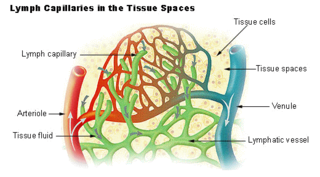 Lymph Fluid that circulates throughout lymphatic system