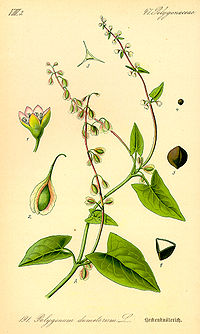 Fallopia dumetorum - de Thomé Flora de Holanda, Österreich und der Schweiz 1885