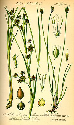 Rust-skæne (S. ferrugineus)