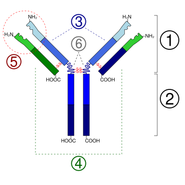 G immunoglobulina