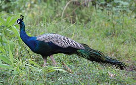 Indian Peacock in Tholpetty Wildlife Sanctuary 01.JPG