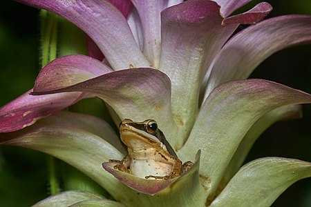 Indosylvirana urbis (Urban Golden-backed frog)