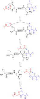 Protein splicing The post-translational removal of peptide sequences from within a protein sequence