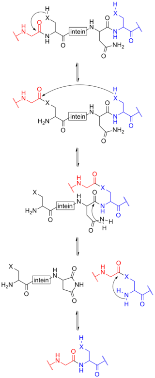 Protein splicing is an intramolecular reaction of a 