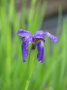 Iris bulleyana (14324267553).jpg