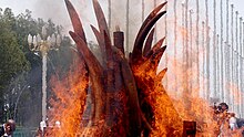 Brazzaville'deki fildişi ateşinin fotoğrafı.