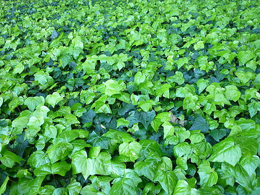 Ivy in Hyde Park