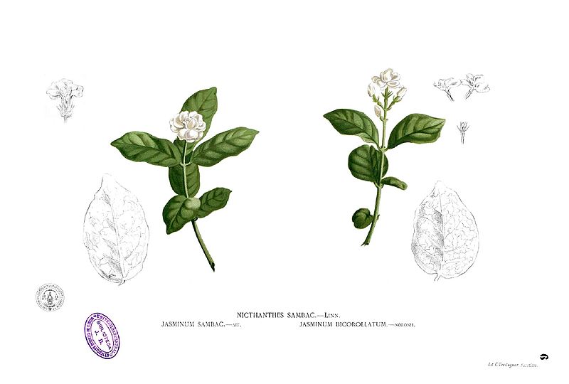 File:Jasminum sambac Blanco1.6.jpg