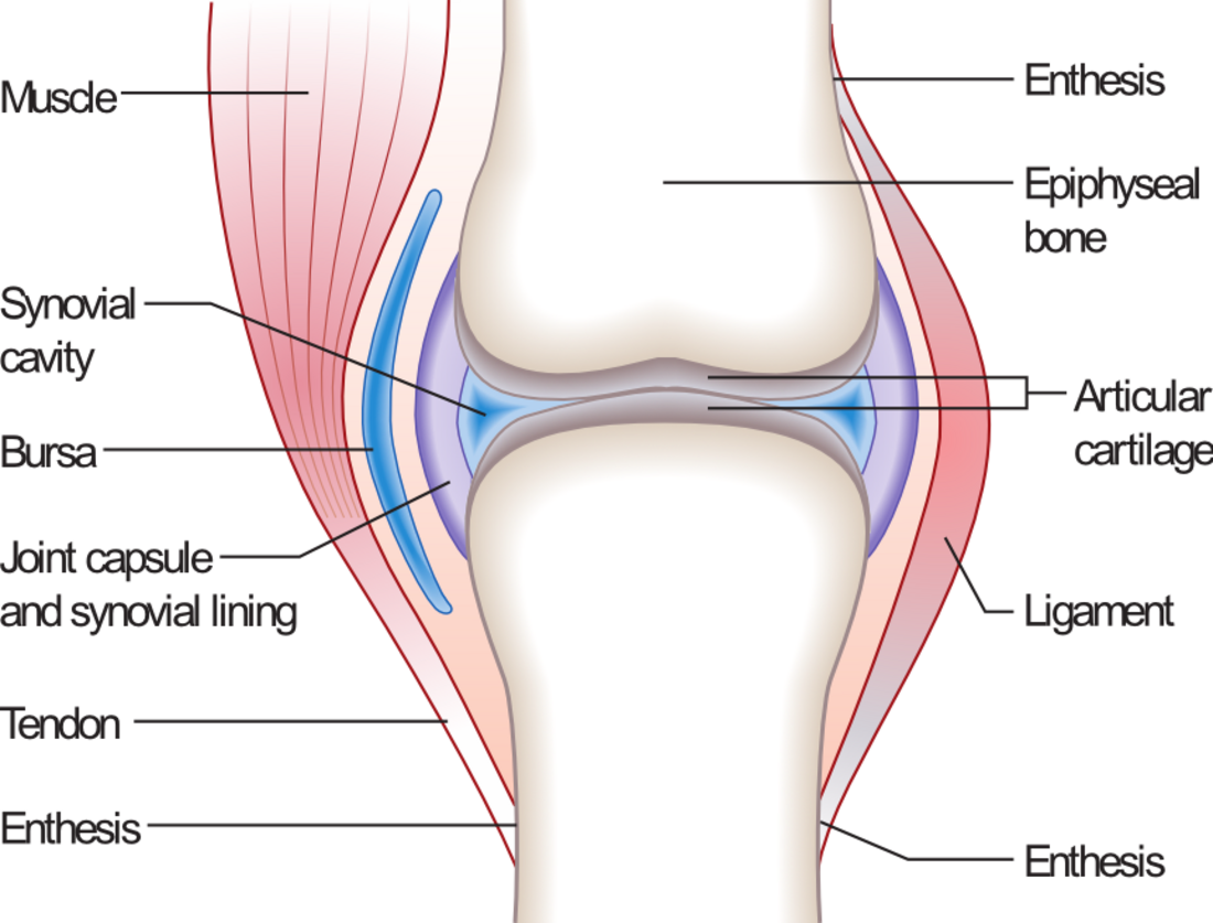 Ligament (anatomie)