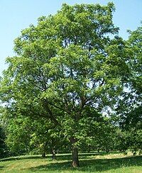 Juglans major