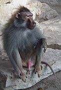 Un babouin hamadryas