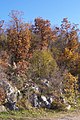 Karst italy vegetation.jpg