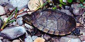 Descrição da imagem Kinosternon integrum, Mexican Mud Turtle, Tamaulipas.jpg.